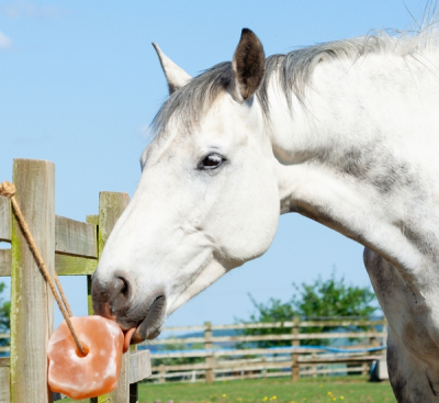 alfateh_himalayan_pink_salt_lamps_edible_natural_ shapes_animal_lick (10)